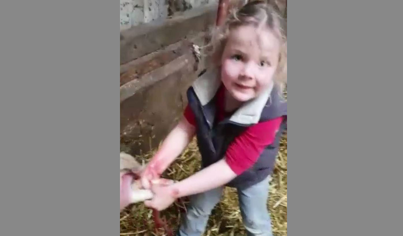 Video: boerin Sofie (3) helpt schaap bevallen: 'Nu is-ie leeg papa!'