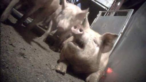 Nederlandse vleessector over gruwelijke beelden Belgisch slachthuis: 'Zoiets kan hier niet'