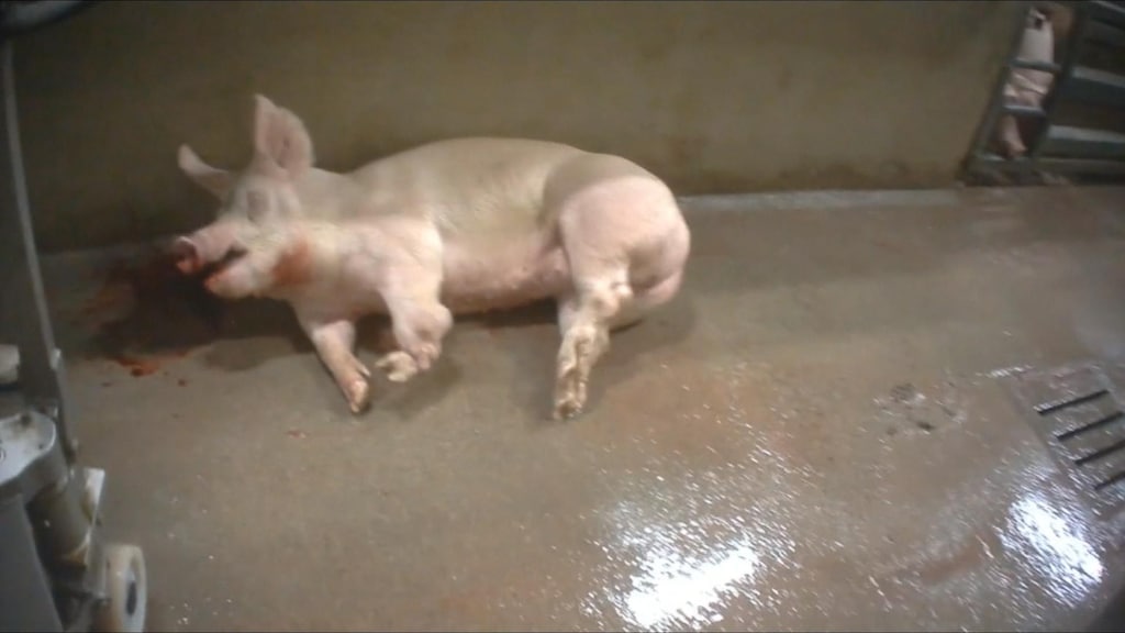 Pilot met camera’s in slachthuizen wordt uitgebreid