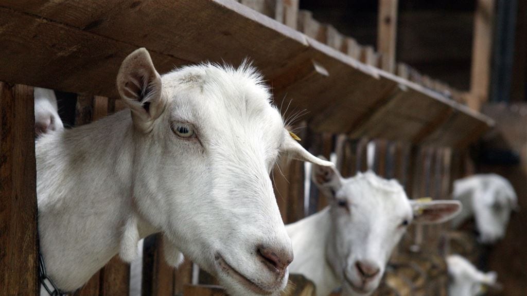 Omwonenden van geitenboerderij hebben meer kans op longontsteking