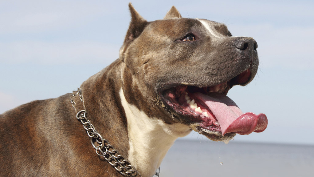 16 in beslag genomen gevaarlijke pitbulls worden afgemaakt