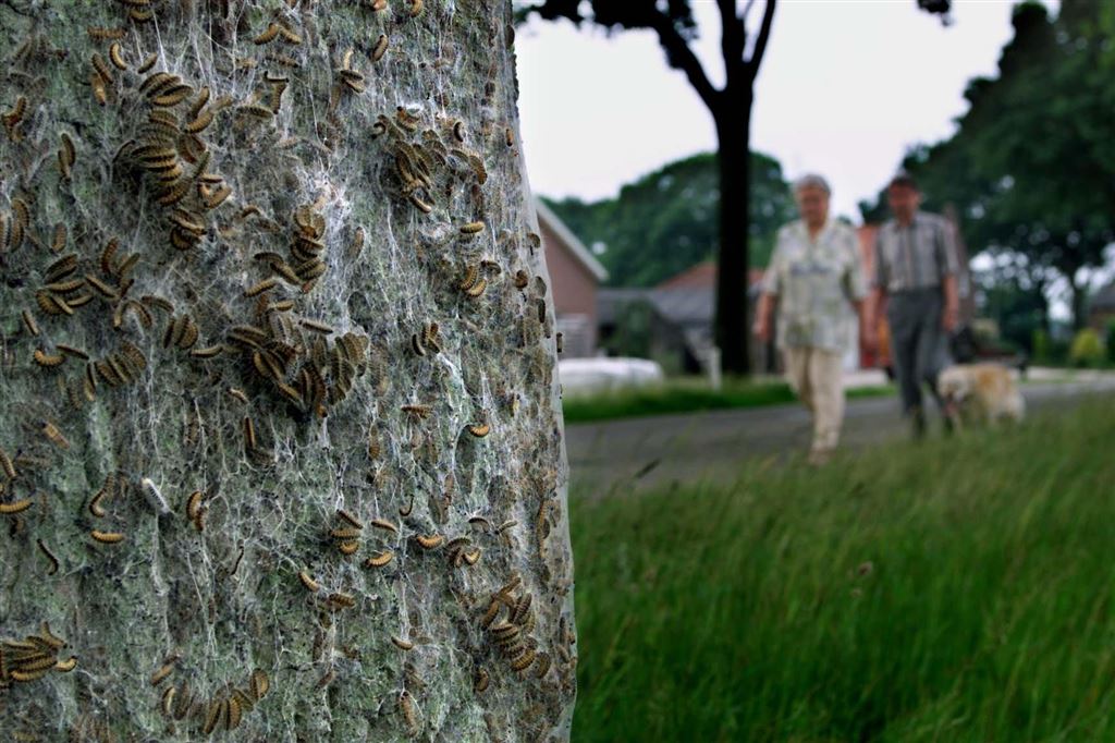 Eikenprocessierupsseizoen weer begonnen: 'Ik had extreme jeuk en was erg benauwd'