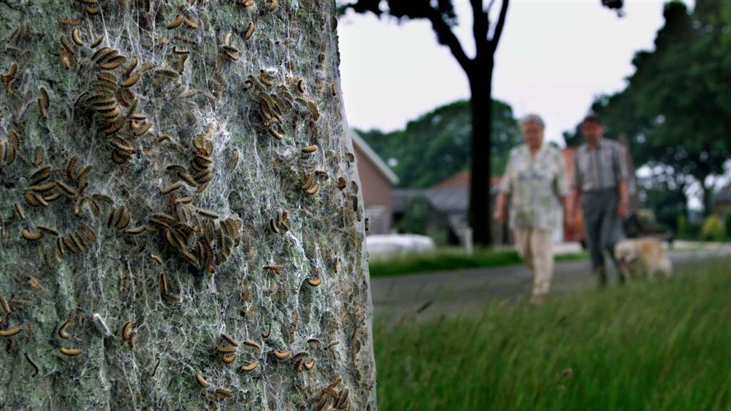 Eikenprocessierupsseizoen weer begonnen: 'Ik had extreme jeuk en was erg benauwd'