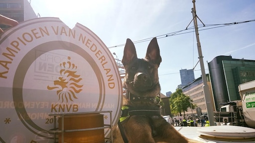 Politiehond Bumper was gister ook bij de huldiging: 'Een hele ervaring'