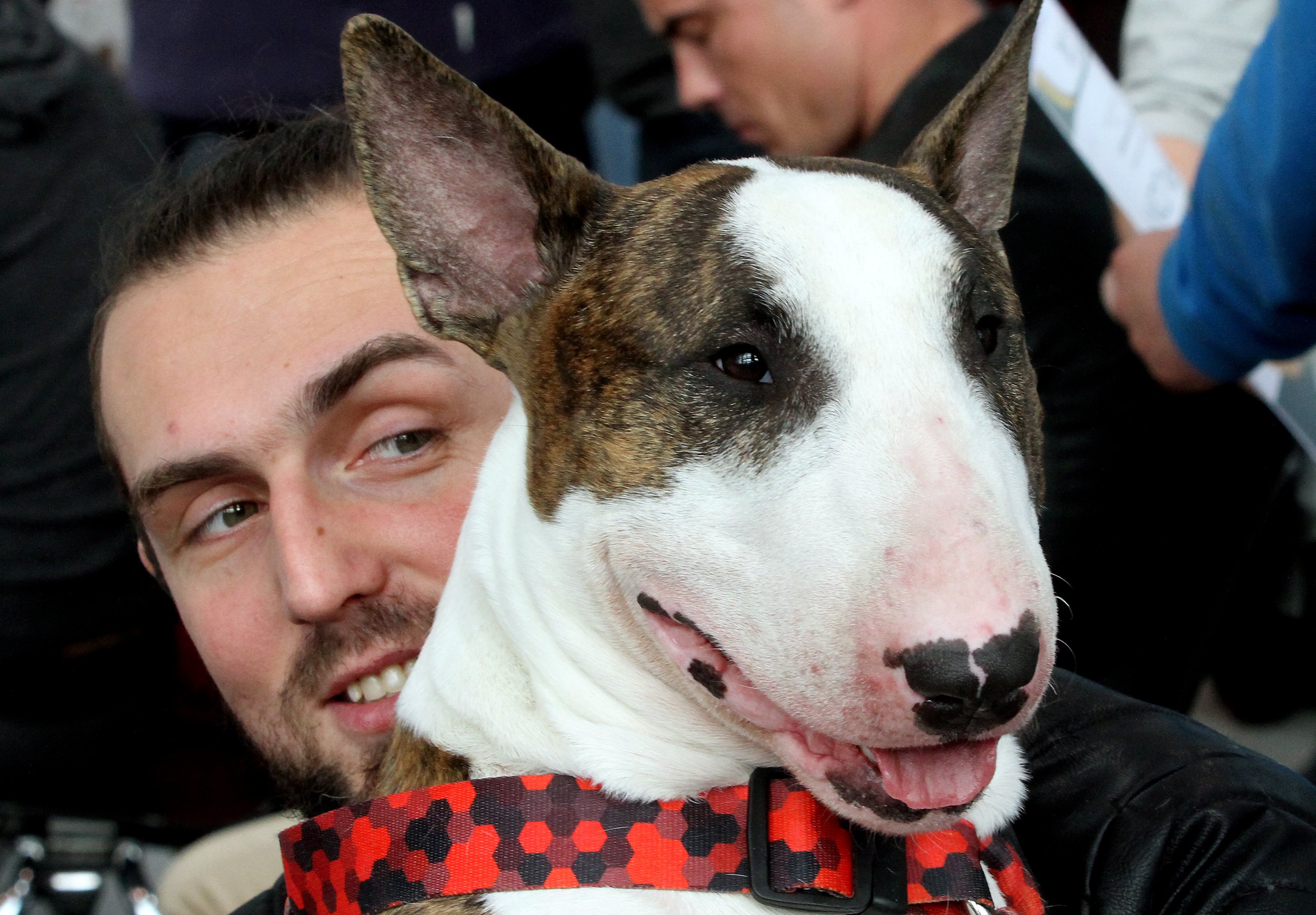 Deze 21 bijthonden worden als risicohonden bestempeld