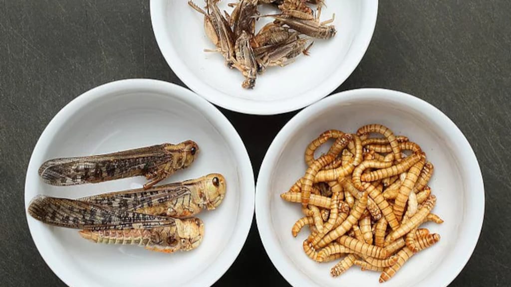 Zin in een snack van wormen en sprinkhanen? Dat kan in Amsterdam