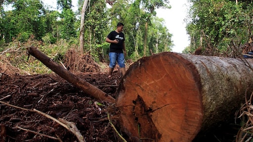 'Verzekeraars doen vrijwel niets tegen landroof en ontbossing'