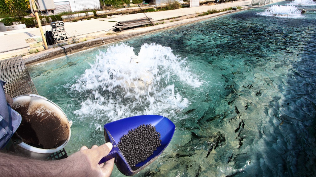 Protix krijgt 45 miljoen om veevoer uit insecten te maken