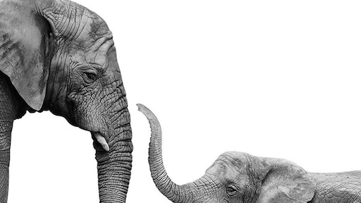 Hoe kunnen startups en grote corporaties samenwerken?