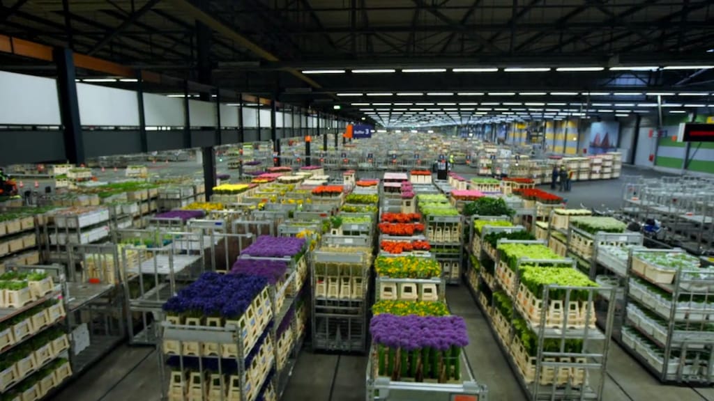 Sierteeltsector krabbelt langzaam weer op: 'Tuinplanten hebben het geweldig gedaan'