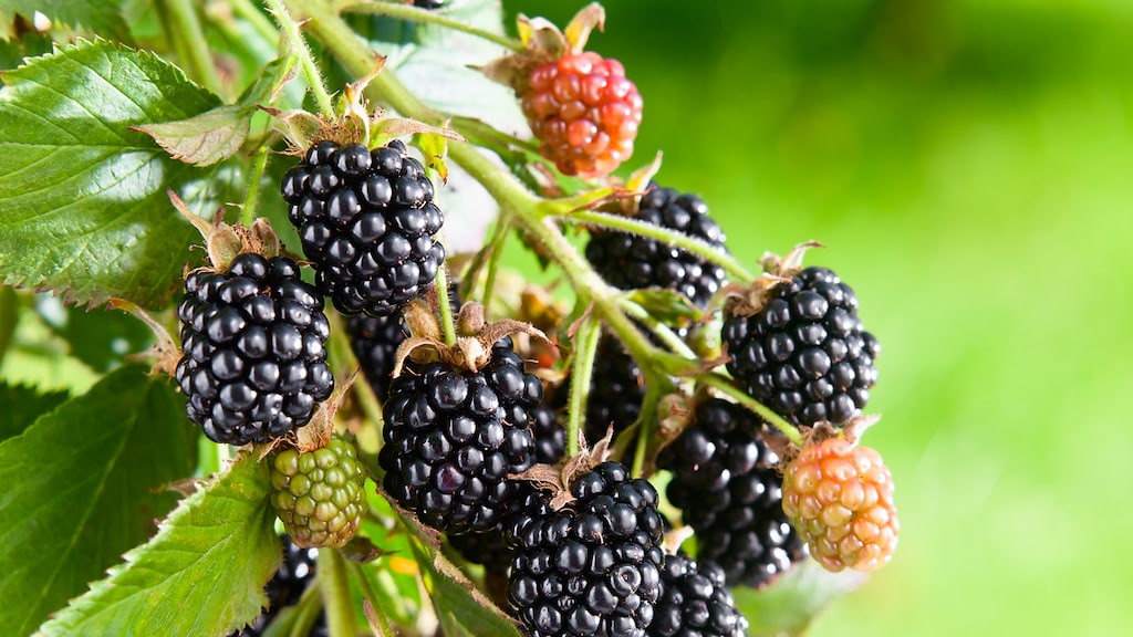 'Onschuldig' bramen plukken kan flinke boete opleveren