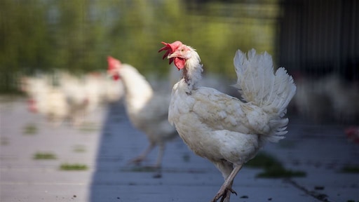 Snoeihard rapport na fipronilschandaal: te weinig oog voor voedselveiligheid