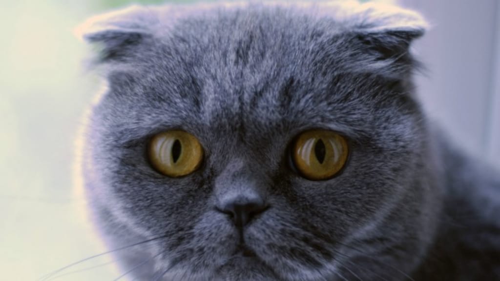 Fokken met Scottish Fold kat verbieden? 'Door genetische afwijking hebben ze pijn'
