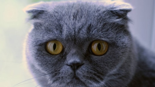 Fokken met Scottish Fold kat verbieden? 'Door genetische afwijking hebben ze pijn'