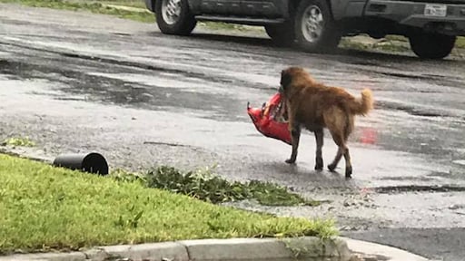 Texas dog Otis suddenly became famous: 'As if he was on a mission' | RTL News Texas dog Otis suddenly became famous: 'As if he was on a mission' | RTL News