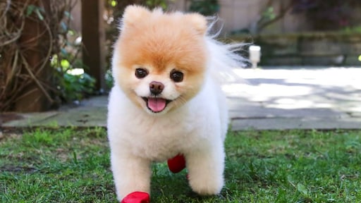 Pup-fluencers en poezen met poen: deze huisdieren verdienen meer dan jij