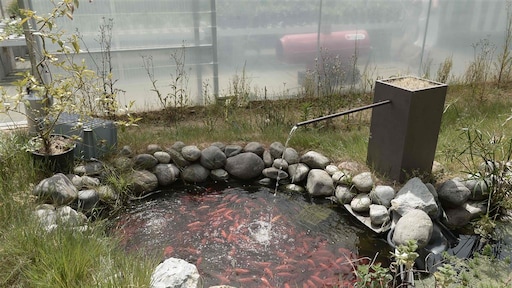 Duurzaam boeren met aquaponics niet rendabel in Nederland