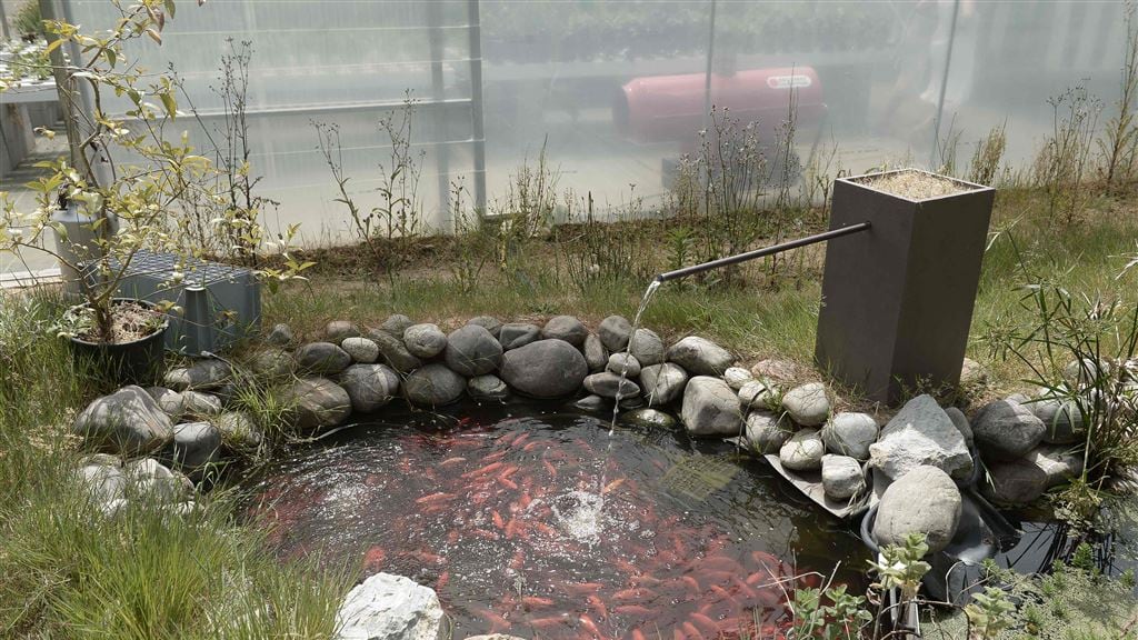 Duurzaam boeren met aquaponics niet rendabel in Nederland