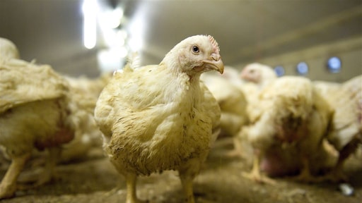 Wakker Dier wil pijnstillers voor kippen: hoe weten we of een dier pijn heeft?