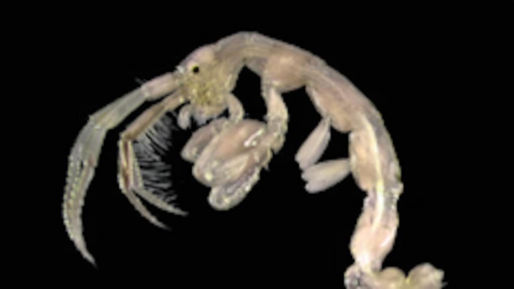 Nieuwe diersoort in Nederland ontdekt