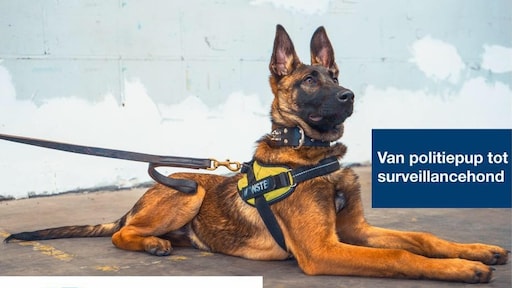 Feest in Rotterdam: politiepup Bumper 'Dier van het jaar'