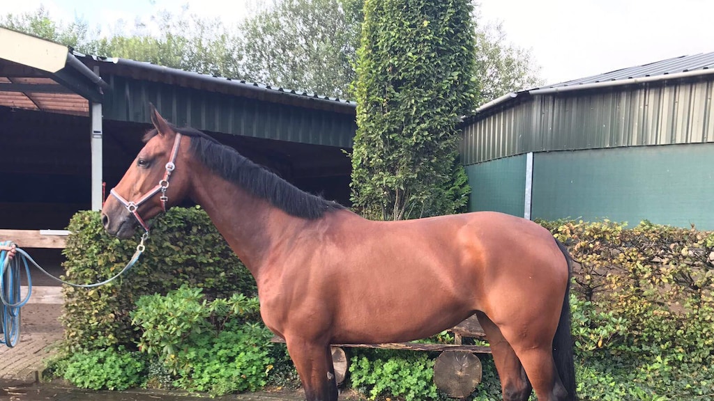 Zlatan Ibrahimovic koopt paard in Nederland