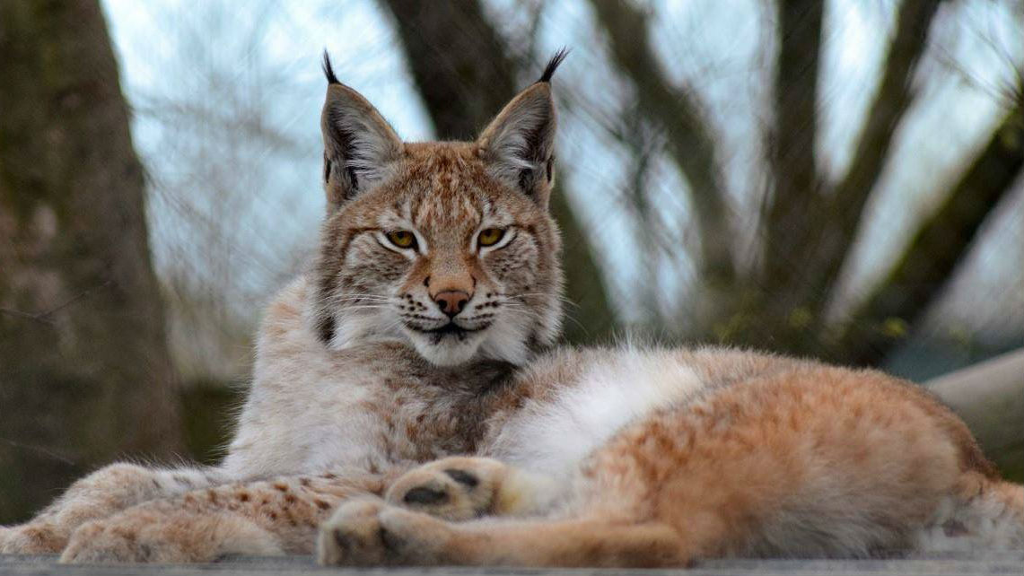 RTL Nieuws & Entertainment