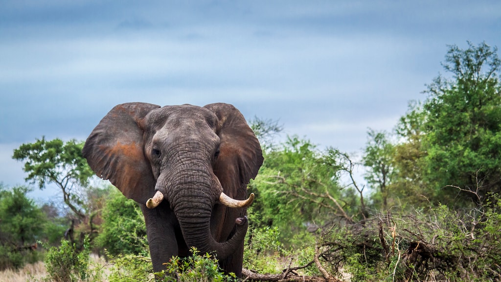 Olifantenjagers mogen jachttrofee weer meenemen naar VS