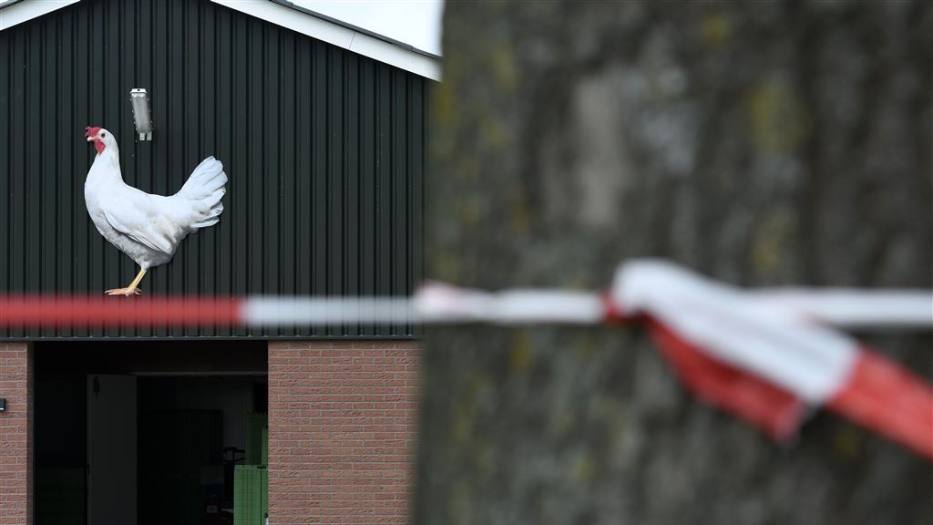 Nog steeds tientallen kippenbedrijven geblokkeerd vanwege fipronilcrisis