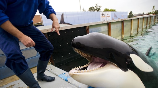 Orka Morgan toch gebruikt in shows Tenerife: 'Had niet gemogen'