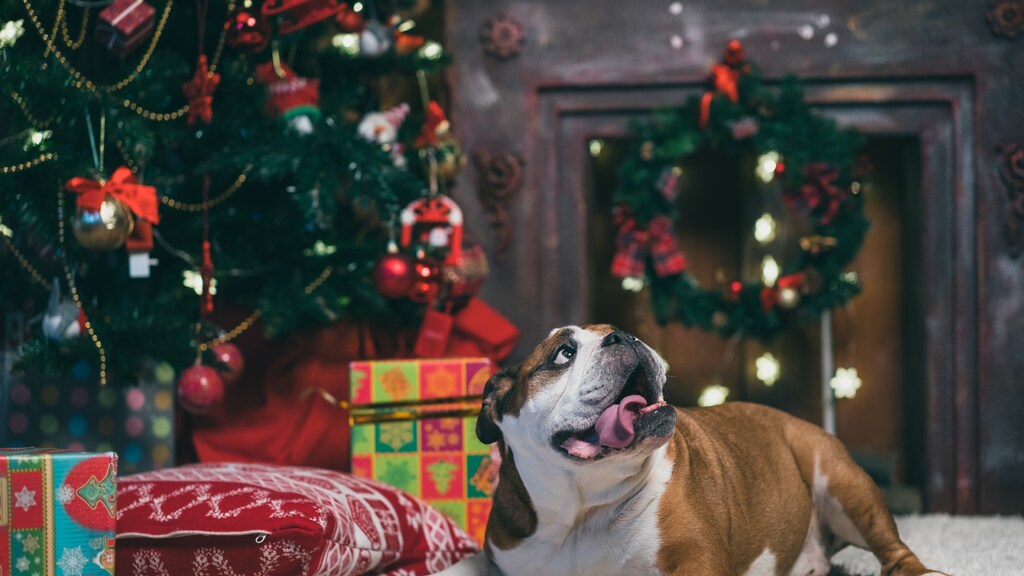 Sappen en naalden kerstboom zijn giftig voor huisdier
