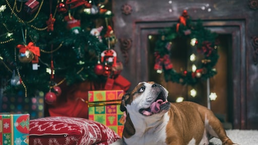 Sappen en naalden kerstboom zijn giftig voor huisdier