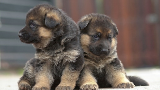 In 2020 moet iedere pup een paspoort hebben