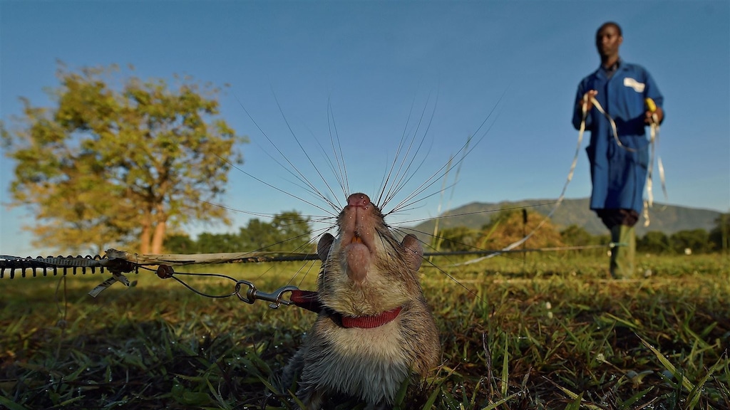 Speciaal getrainde rat kan binnen paar tellen tbc ruiken