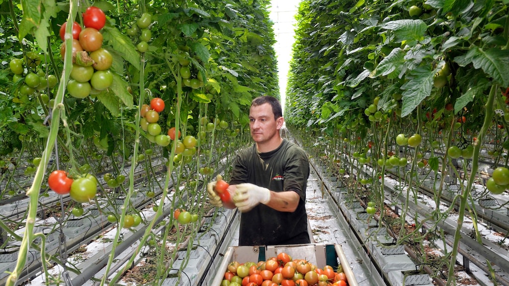 Growing Ideas - Tomatenkweker wil het verschil maken