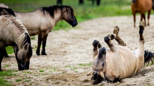 Sprankje hoop voor konikpaarden Texel na nieuws over mogelijke slacht