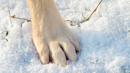 Vergiftiging en ontstekingen: 'Let op strooizout onder de pootjes van je hond'