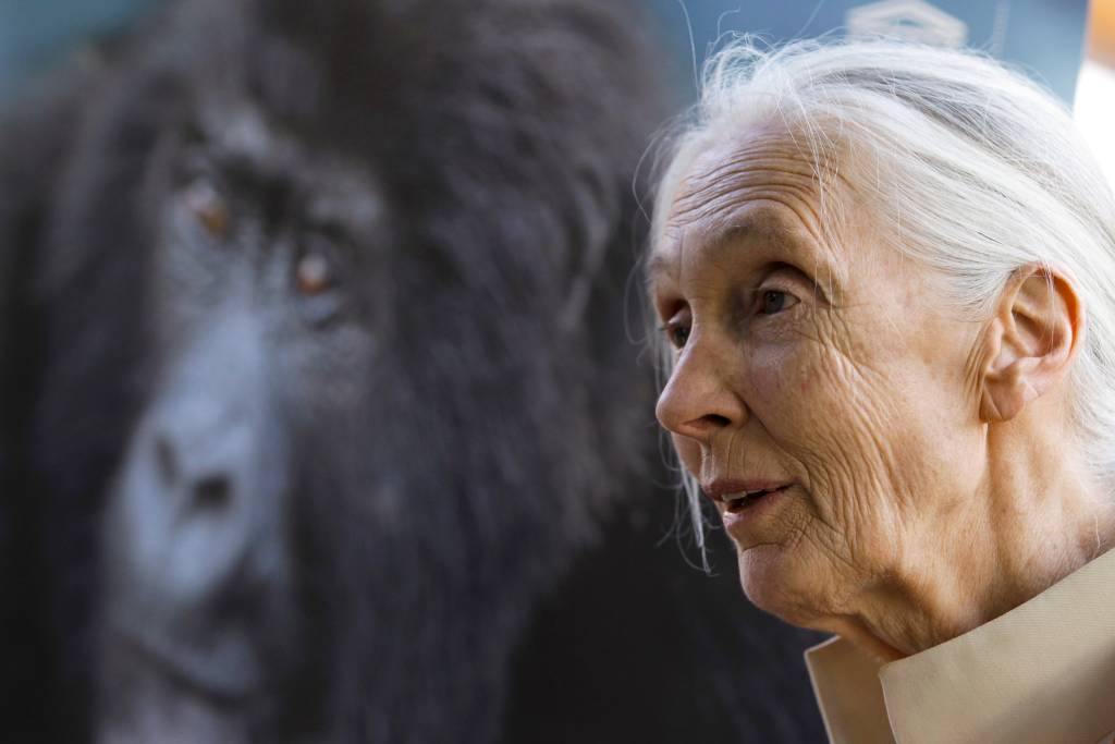 Jane Goodall (83): ik heb nog zoveel te doen