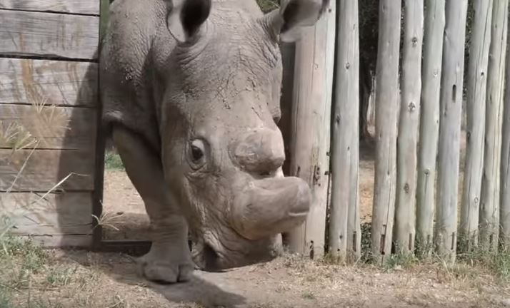 'IVF voor bijna uitgestorven noordelijke witte neushoorn'