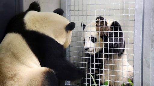 Panda's jaar in Nederland, maar pandababy komt er voorlopig niet
