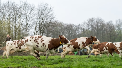 'Elke dag vlees eten niet van deze tijd', maar het laten staan, ho maar