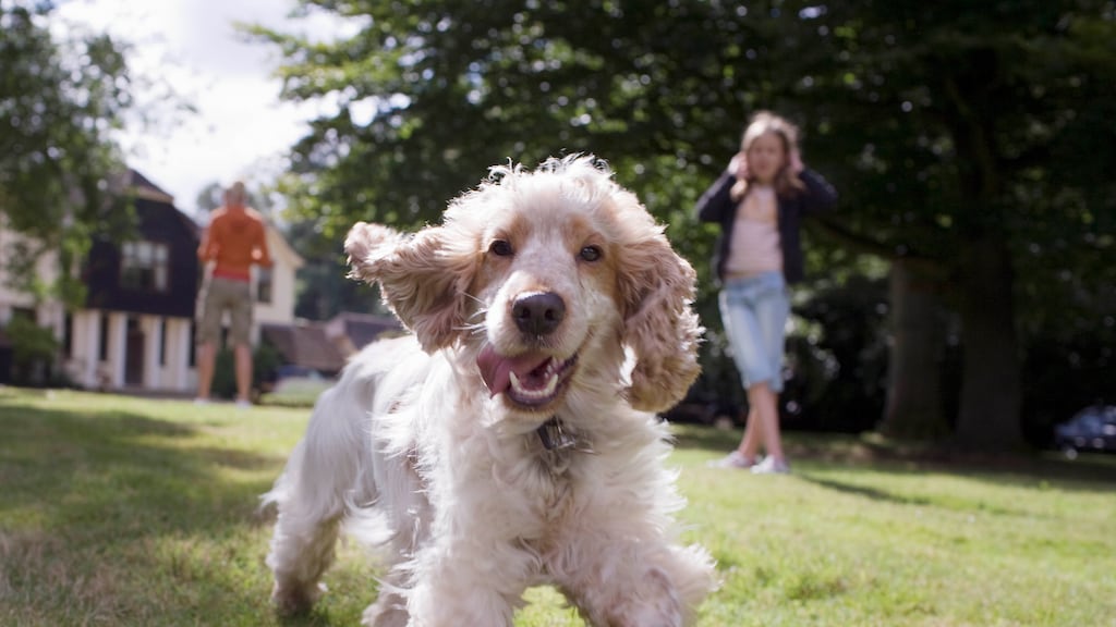 'Het is belangrijk dat mensen dieren ook als individuen gaan zien'