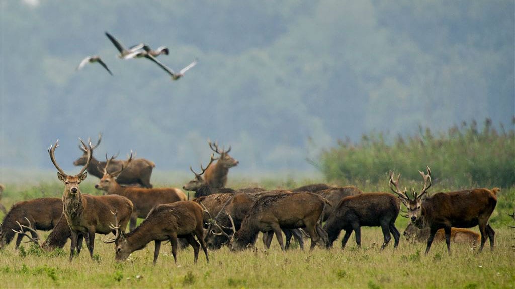 1745 edelherten afgeschoten, nu 5 maanden rust in Oostvaardersplassen