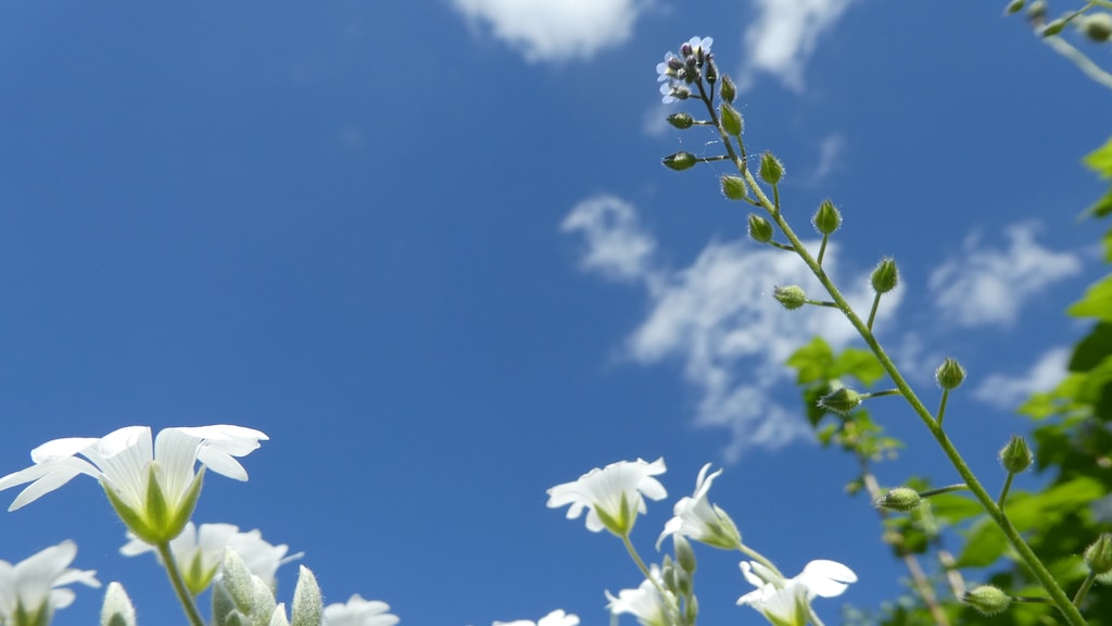 Het is officieel lente, maar de winter heeft een verlaat staartje
