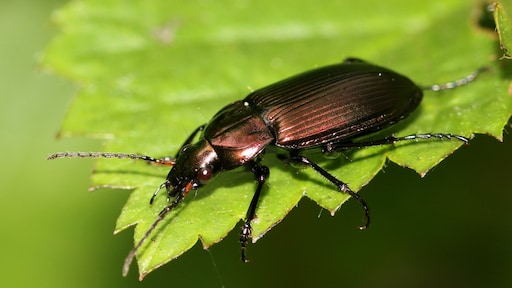 'Aantal insecten in Nederland is dramatisch afgenomen'