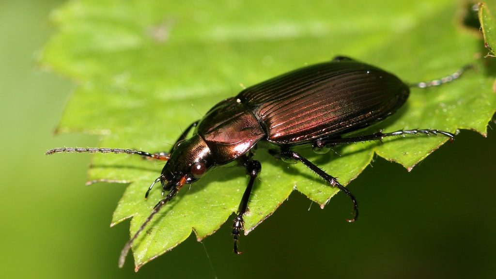 'Aantal insecten in Nederland is dramatisch afgenomen'
