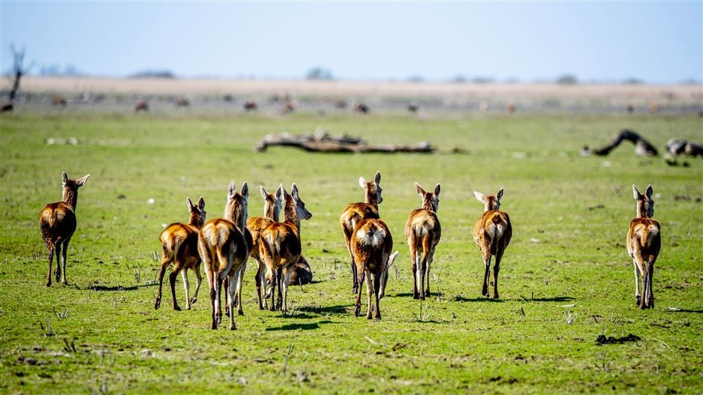 Ruim 1800 herten in Oostvaardersplassen mogen worden afgeschoten