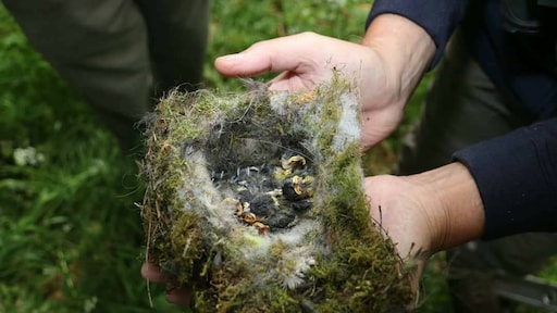 Waarschuwing: ook jonge vogels dood door bestrijdingsmiddelen buxusmot