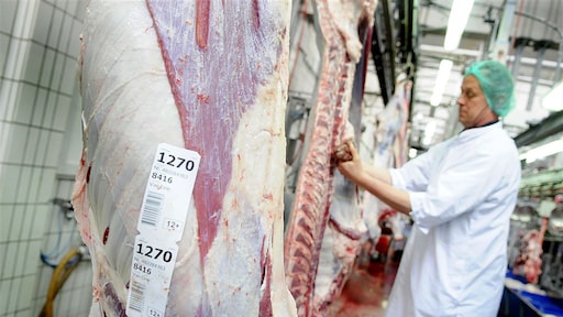 Kamerfracties: slachten hoogzwangere koeien schokkend