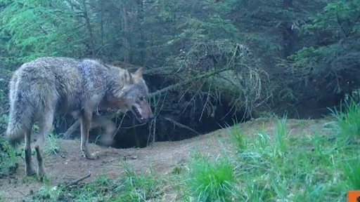 Dit jaar 10 wolven gesignaleerd in Nederland